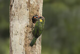 Image Category. Asiatische Bartvögel