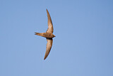 Image Category. Segler