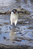 Image Category. Südfelsenpinguin