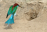 Image Category. Bee-eaters