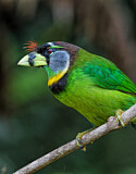 Image Category. Asiatische Bartvögel