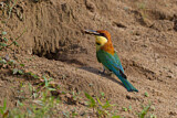 Image Category. Bee-eaters