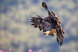 Image Category. Adler