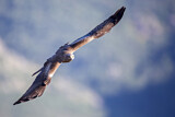 Image Category. Kites & Hawks