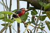 Image Category. Afrikanische Bartvögel