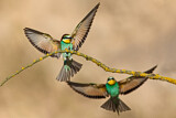 Image Category. Bienenfresser