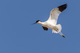 Image Category. Pied Avocet