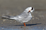Image Category. Seeschwalben
