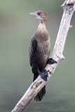 Image Category. Kormorane