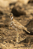 Image Category. Bindenrennvogel