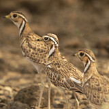 Image Category. Three-banded Courser