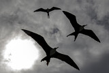 Image Category. Fregattvögel
