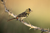 Image Category. Afrikanische Bartvögel