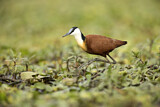 Image Category. Blaustirn-Blatthühnchen