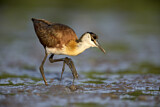 Image Category. Blaustirn-Blatthühnchen