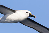 Image Category. Kerguelen-Gelbnasenalbatros