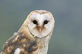 Image Category. Schleiereulen