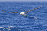 Image Category. Tasmanalbatros