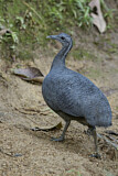 Image Category. Grey Tinamou