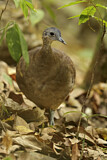 Image Category. Great Tinamou