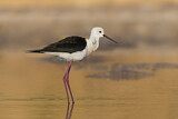 Image Category. Black-winged Stilt