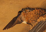 Image Category. Swallows & Martins