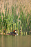 Image Category. Grebes