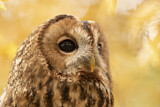 Image Category. Owls