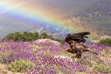 Image Category. Adler