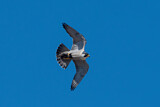 Image Category. Falken und Karakaras