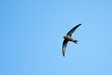 Image Category. Segler