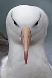 Image Category. Albatrosse
