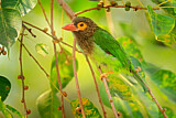 Image Category. Asiatische Bartvögel