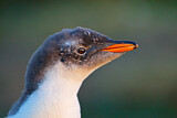 Image Category. Eselspinguin