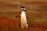 Image Category. Magellanpinguin
