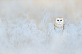 Image Category. Barn Owls