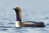 Image Category. Seetaucher