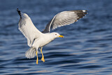 Image Category. Möwen