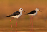 Image Category. Black-winged Stilt