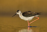 Image Category. Black-winged Stilt