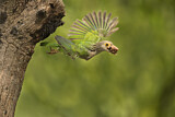 Image Category. Asiatische Bartvögel