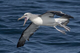 Image Category. Salvinalbatros