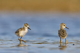 Image Category. Black-winged Stilt