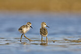 Image Category. Black-winged Stilt