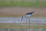 Image Category. Black-winged Stilt