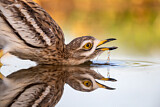 Image Category. Triel