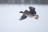 Image Category. Tundra Bean Goose