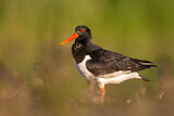 Image Category. Eurasian Oystercatcher
