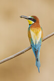 Image Category. Bienenfresser