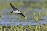 Image Category. Swallows & Martins